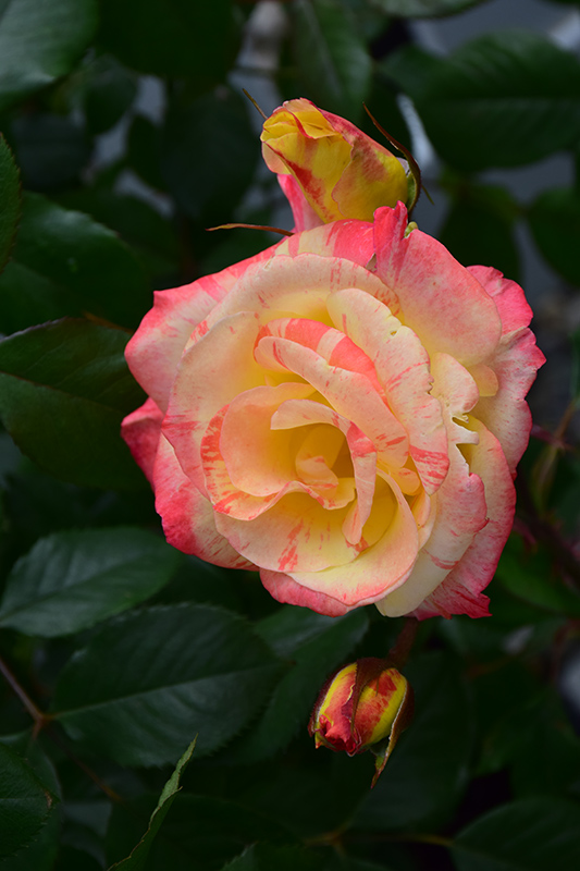 Chihuly Rose (Rosa 'Chihuly') at Weston Nurseries