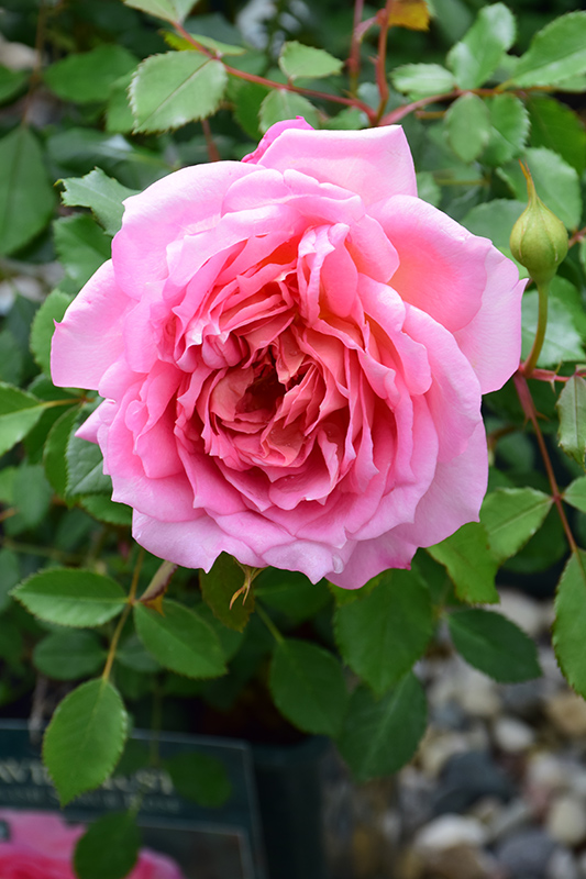 Jubilee Celebration Rose (Rosa 'Aushunter') at Weston Nurseries