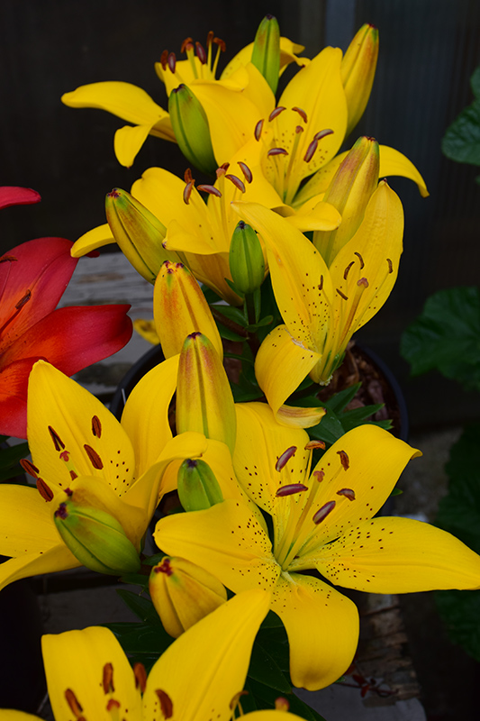 Golden Matrix Lily (Lilium 'Golden Matrix') at Weston Nurseries