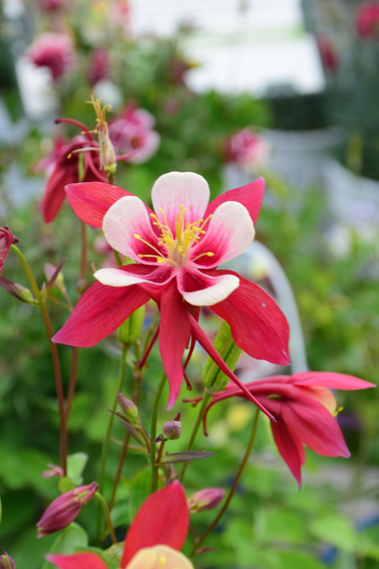 Origami Red and White Columbine (Aquilegia 'Origami Red and White') at Weston Nurseries