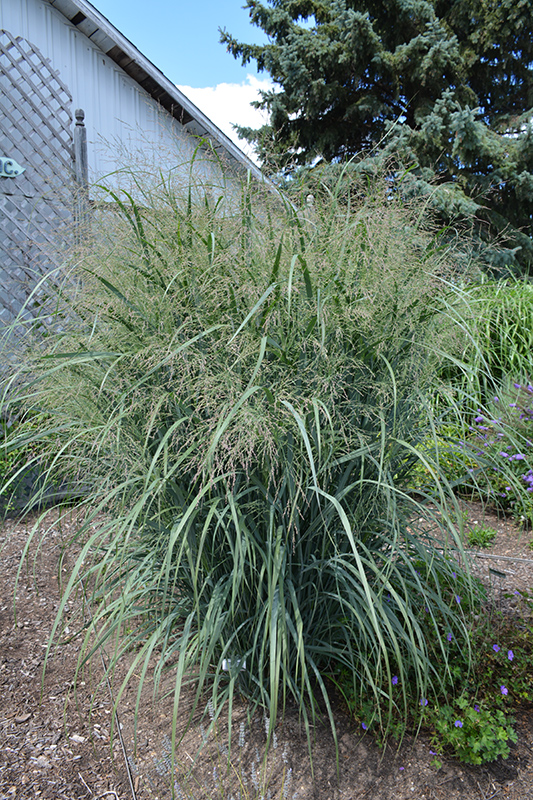 Northwind Switch Grass (Panicum virgatum 'Northwind') at Weston Nurseries