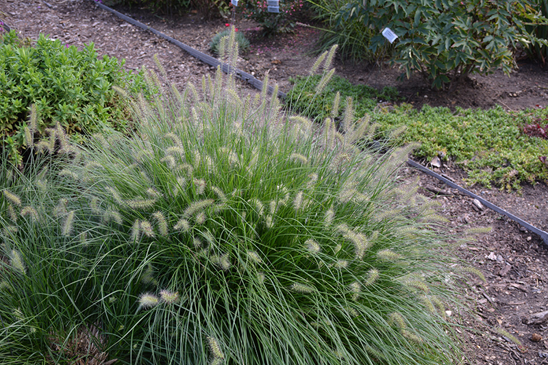 Little Bunny Dwarf Fountain Grass (Pennisetum alopecuroides 'Little Bunny') at Weston Nurseries