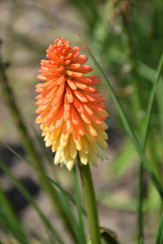 Pyromania Hot and Cold Torchlily (Kniphofia 'Hot and Cold') at Weston Nurseries