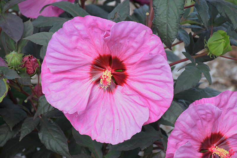 Summerific Berry Awesome Hibiscus (Hibiscus 'Berry Awesome') at Weston Nurseries