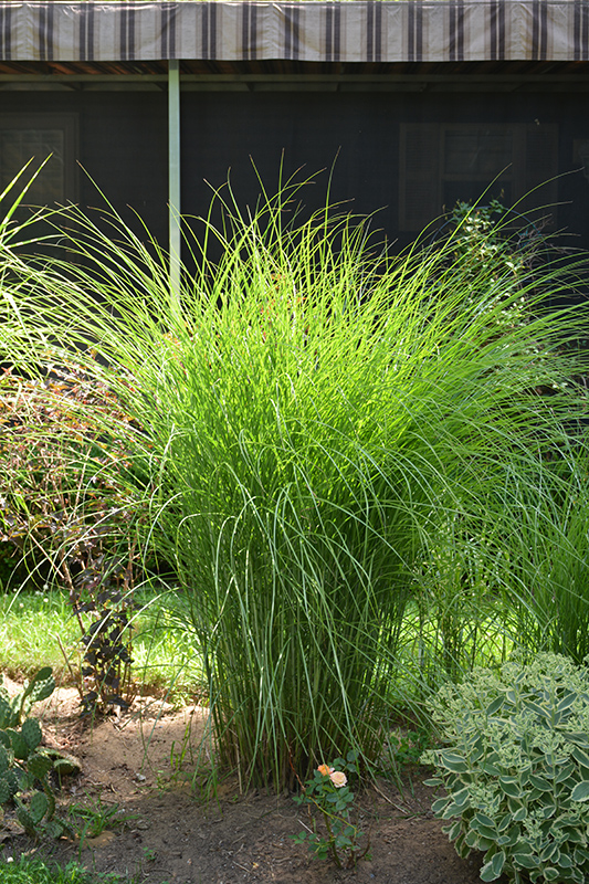 Gracillimus Maiden Grass (Miscanthus sinensis 'Gracillimus') at Weston Nurseries