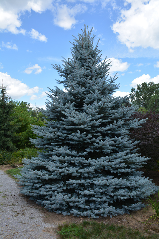 Iseli Foxtail Spruce (Picea pungens 'Iseli Foxtail') at Weston Nurseries