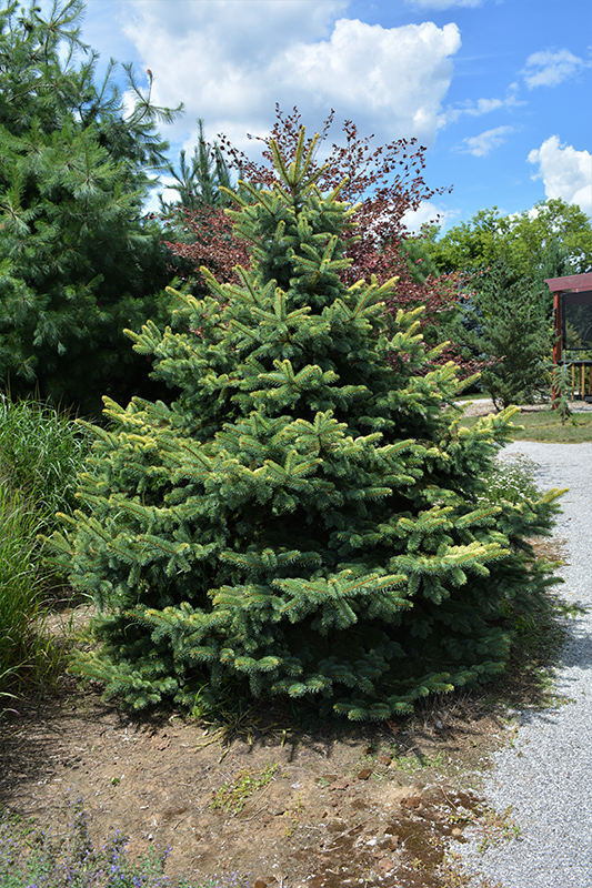 Walnut Glen Blue Spruce (Picea pungens 'Walnut Glen') at Weston Nurseries