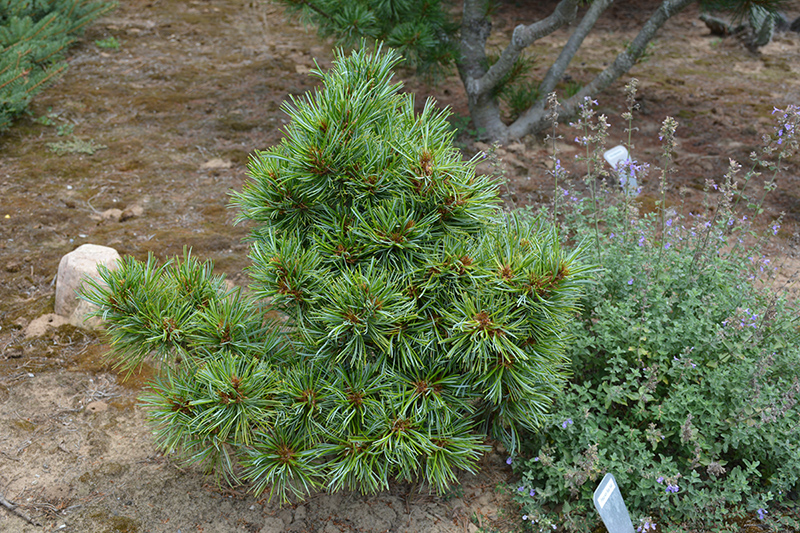 Blue Ball Korean Pine (Pinus koraiensis 'Blue Ball') at Weston Nurseries