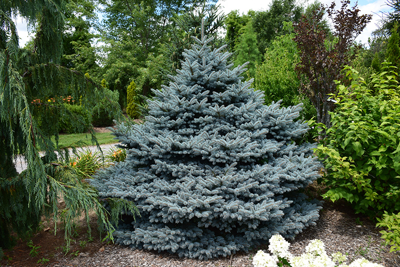 Montgomery Blue Spruce (Picea pungens 'Montgomery') at Weston Nurseries