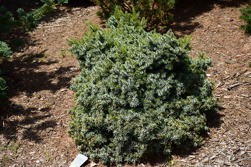 Kamenz Serbian Spruce (Picea omorika 'Kamenz') at Weston Nurseries