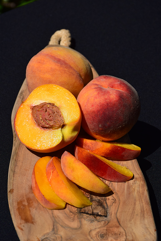 Elberta Peach (Prunus persica 'Elberta') at Weston Nurseries