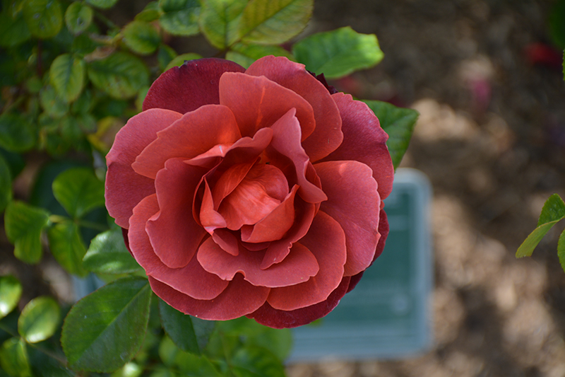 Hot Cocoa Rose (Rosa 'Hot Cocoa') at Weston Nurseries