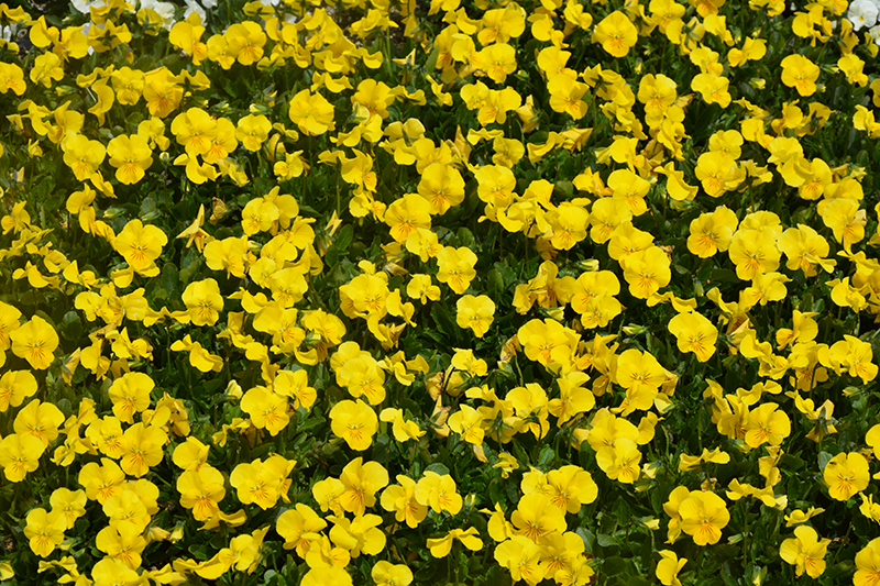Penny Yellow Pansy (Viola cornuta 'Penny Yellow') at Weston Nurseries