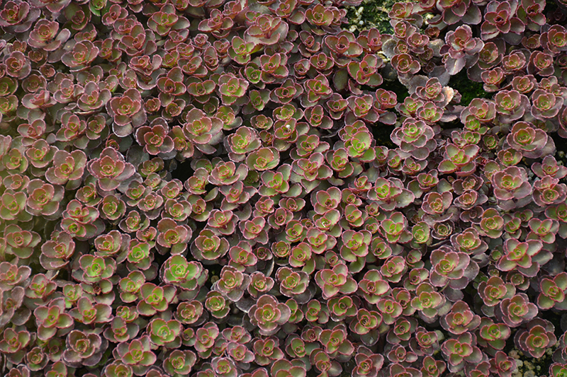 Bronze Carpet Stonecrop (Sedum spurium 'Bronze Carpet') at Weston Nurseries