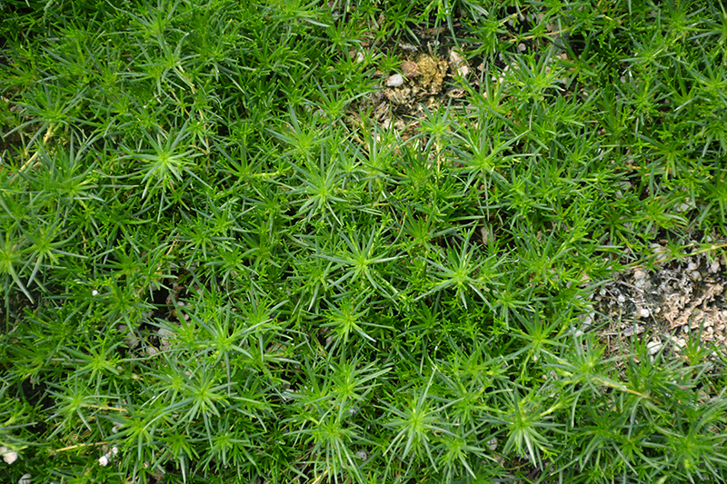 Irish Moss (Sagina subulata) at Weston Nurseries