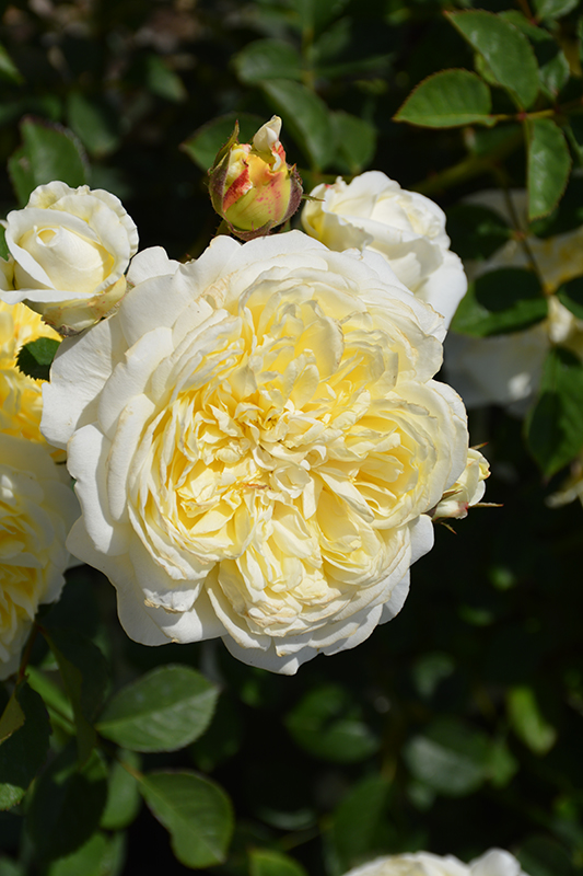 The Pilgrim Rose (Rosa 'The Pilgrim') at Weston Nurseries