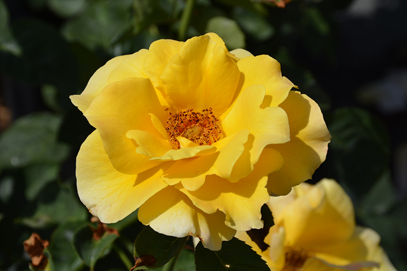 Midas Touch Rose (Rosa 'Midas Touch') at Weston Nurseries