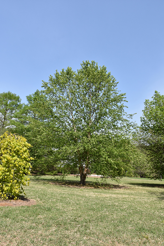 Dura Heat River Birch (Betula nigra 'Dura Heat') at Weston Nurseries