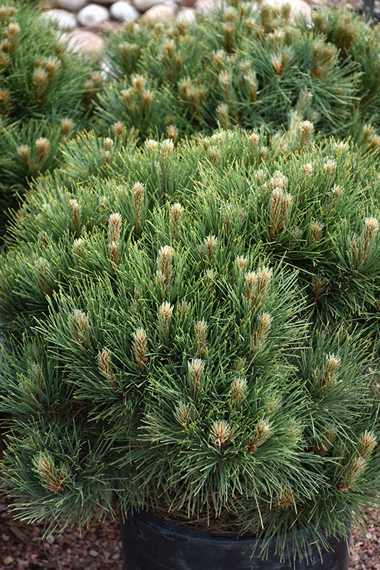 Morel Red Pine (Pinus resinosa 'Morel') at Weston Nurseries