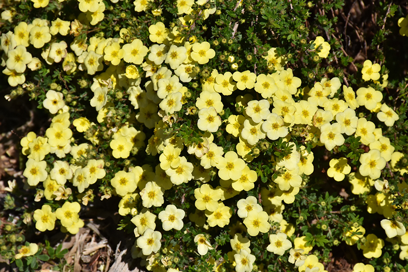 Primrose Beauty Potentilla (Potentilla fruticosa 'Primrose Beauty') at Weston Nurseries