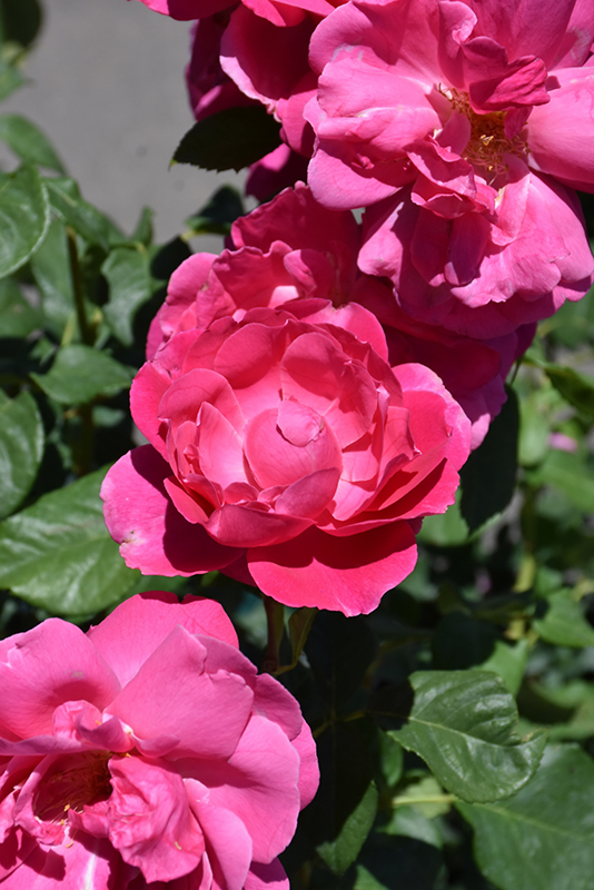 Grande Dame Rose (Rosa 'WEKmerewby') at Weston Nurseries