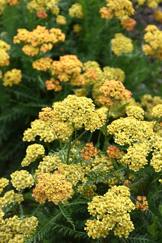 Milly Rock Yellow Terracotta Yarrow Achillea Millefolium Florachye