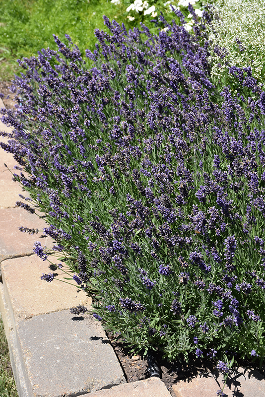 Ellagance Purple Lavender (Lavandula angustifolia 'Ellagance Purple') at Weston Nurseries