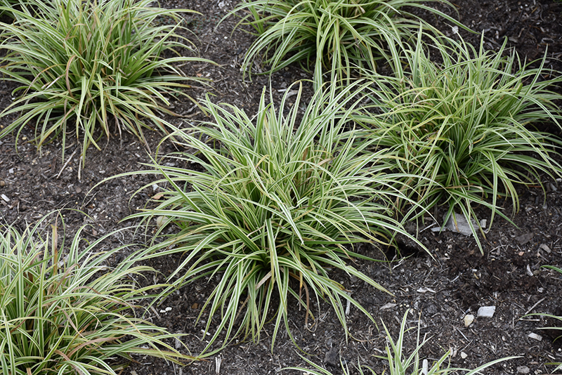 Silver Sceptre Variegated Japanese Sedge (Carex morrowii 'Silver Sceptre') at Weston Nurseries