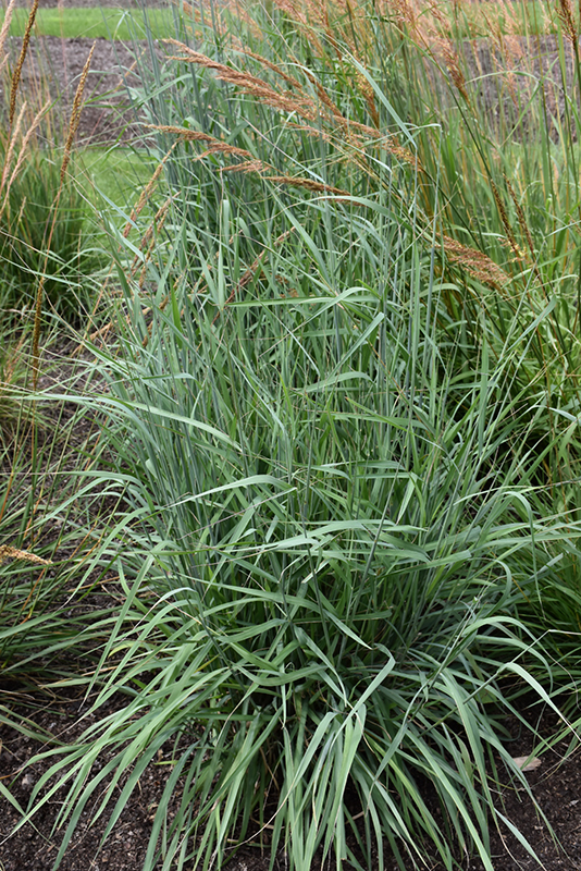 Sioux Blue Indian Grass (Sorghastrum nutans 'Sioux Blue') at Weston Nurseries