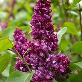 Lilac - Syringa Vulgaris, Deciduous Shrubs