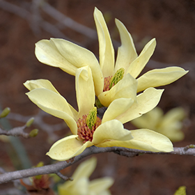 Plant Photo 4