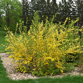New Hampshire Gold Forsythia live plant hardy perennial 