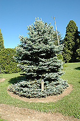 katastrofale at føre indhente Royal Knight Blue Spruce (Picea pungens 'Royal Knight') in Boston Hopkinton  Chelmsford Hingham Middleborough Massachusetts MA at Weston Nurseries
