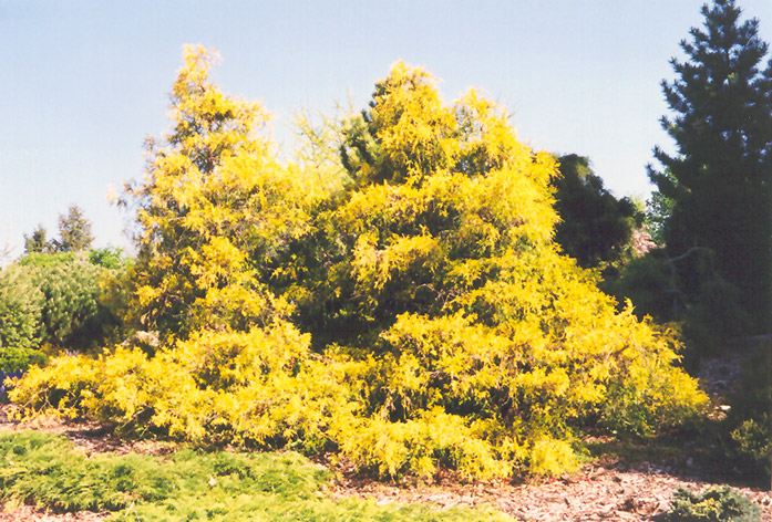 Gold Spangle Falsecypress (Chamaecyparis pisifera 'Gold Spangle') at Weston Nurseries