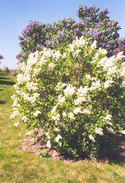 Primrose Lilac (Syringa vulgaris 'Primrose') at Weston Nurseries