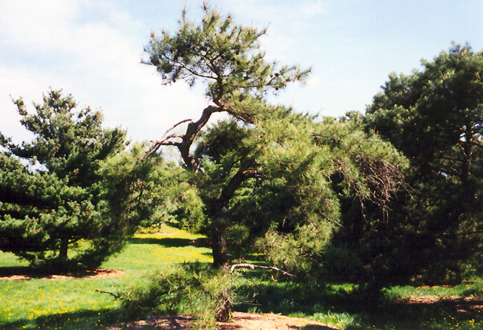 Japanese Red Pine (Pinus densiflora) at Weston Nurseries