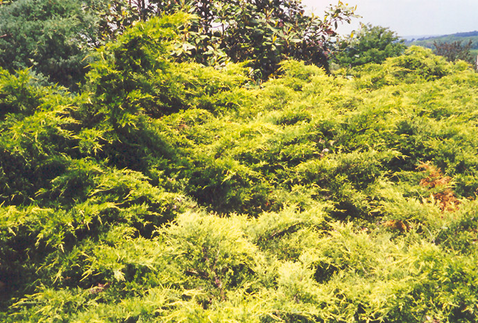 Golden Pfitzer Juniper (Juniperus x media 'Pfitzeriana Aurea') at Weston Nurseries