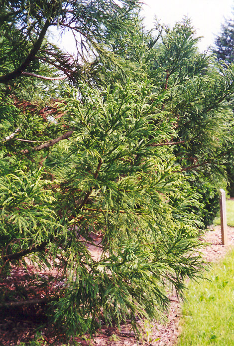 Japanese Cedar (Cryptomeria japonica) at Weston Nurseries
