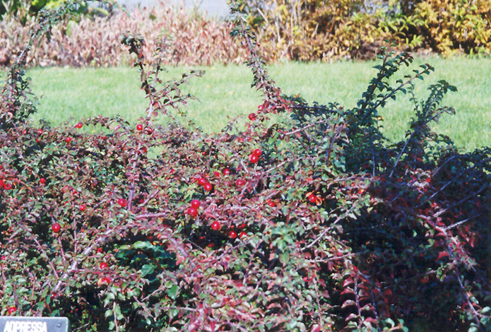 Praecox Cotoneaster (Cotoneaster adpressus 'Praecox') at Weston Nurseries