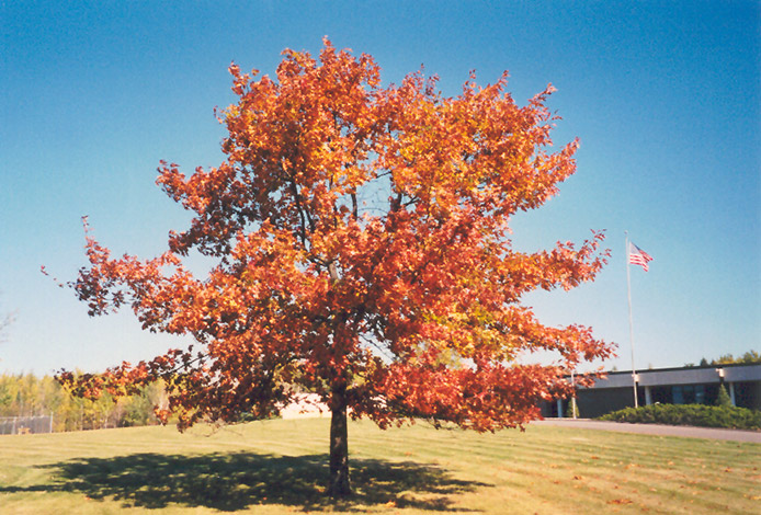 Red Oak (Quercus rubra) at Weston Nurseries
