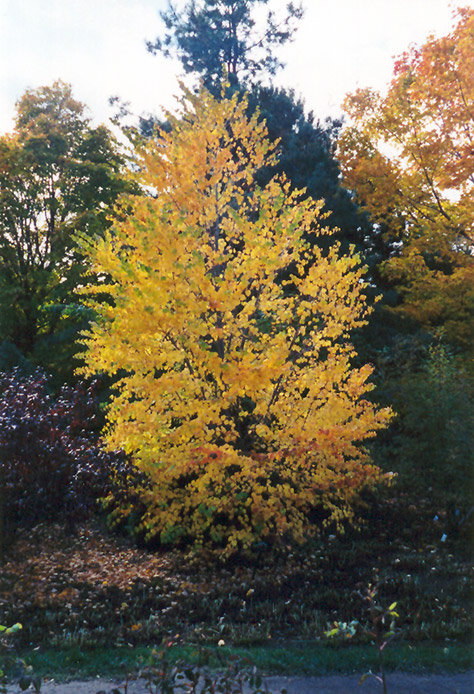 Katsura Tree (Cercidiphyllum japonicum) at Weston Nurseries
