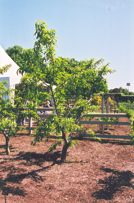 Cresthaven Peach (Prunus persica 'Cresthaven') at Weston Nurseries