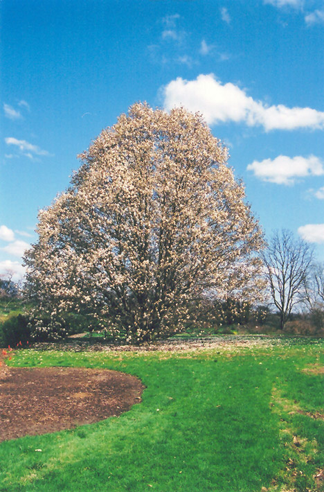 Wada's Memory Magnolia (Magnolia kobus 'Wada's Memory') at Weston Nurseries