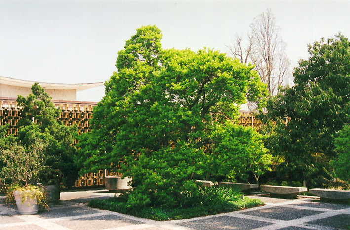 Magnolia (Magnolia x loebneri) at Weston Nurseries