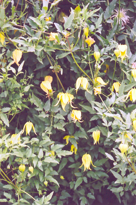 Golden Clematis (Clematis tangutica) at Weston Nurseries