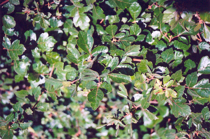 Fragrant Sumac (Rhus aromatica) at Weston Nurseries