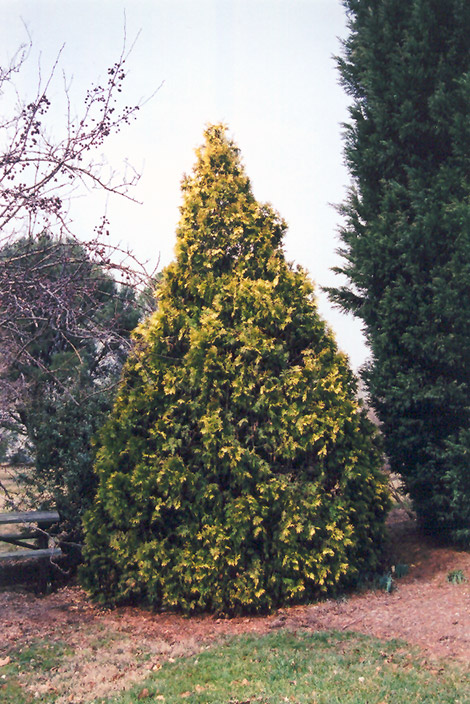 George Peabody Arborvitae (Thuja occidentalis 'Lutea') at Weston Nurseries