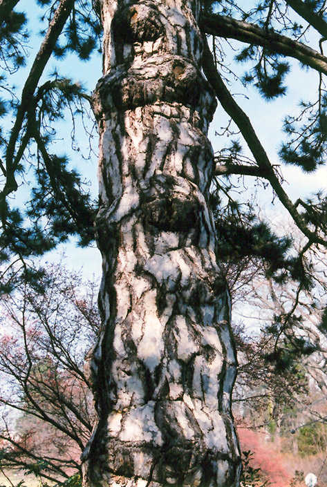 Austrian Pine (Pinus nigra) at Weston Nurseries