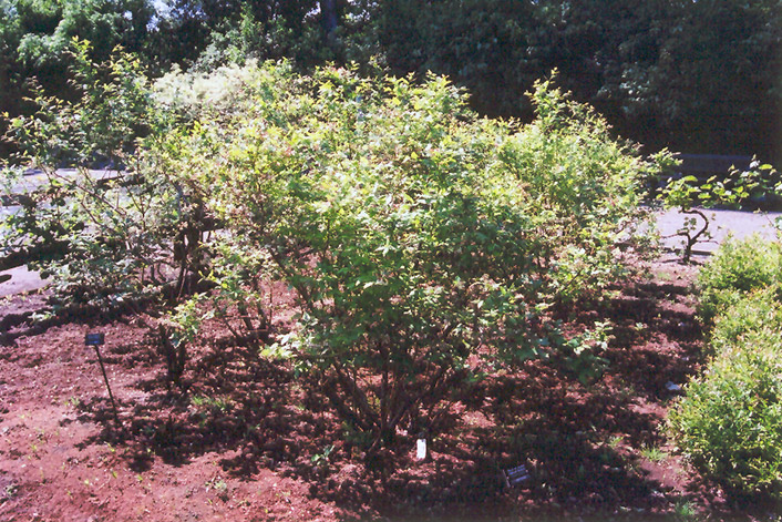 Northland Blueberry (Vaccinium corymbosum 'Northland') at Weston Nurseries