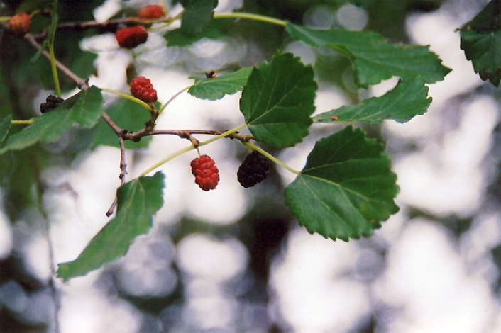 Russian Mulberry (Morus alba 'var. tatarica') at Weston Nurseries